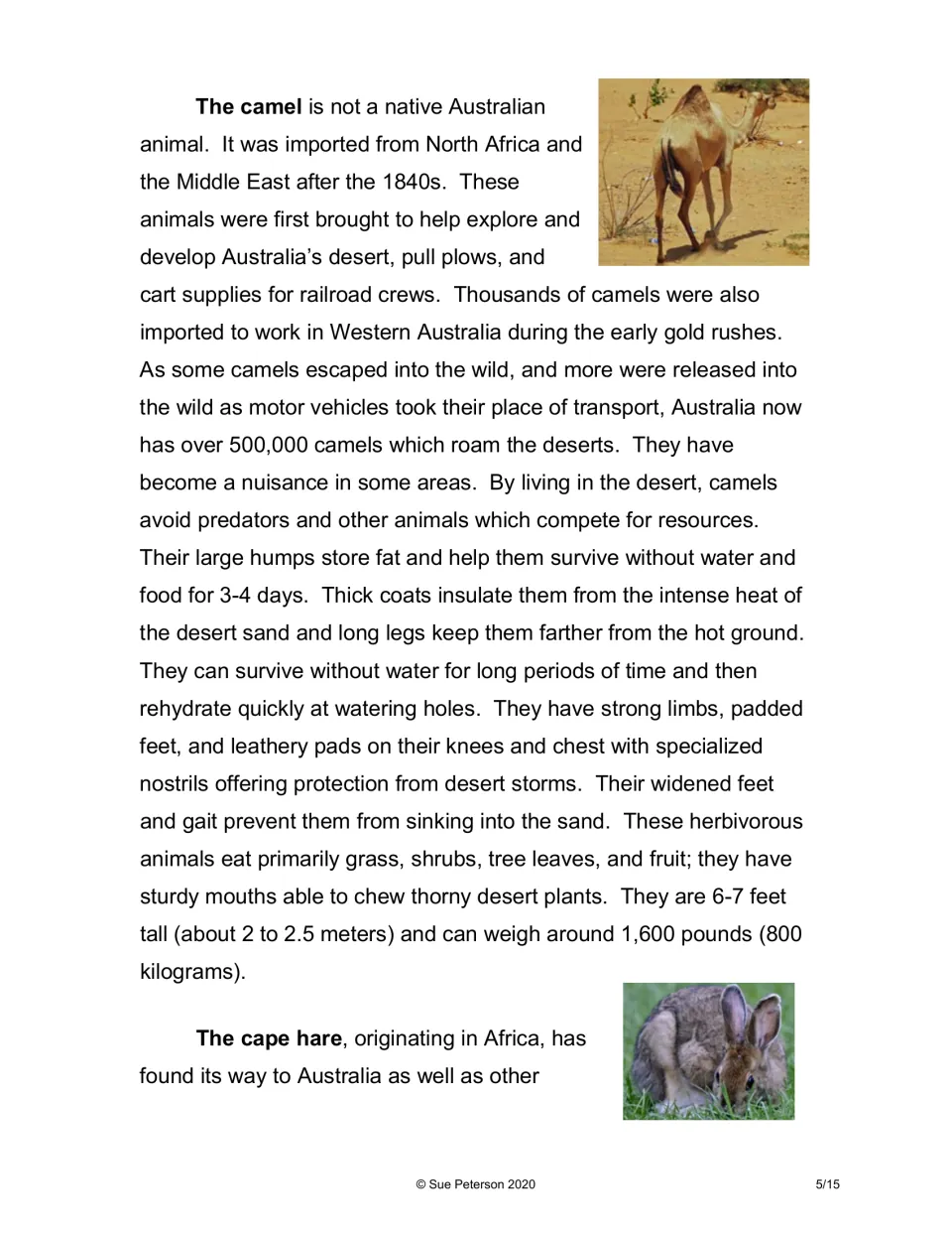 Reading on camels imported to Australia and the cape hare, with photos: humps, padded feet and desert survival traits