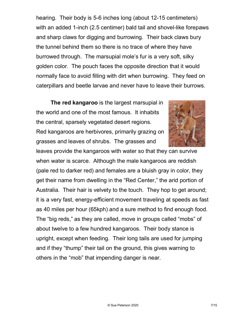 Reading on the marsupial mole's digging and the red kangaroo, with photo: diet, speed, mobs and tail-thump warnings