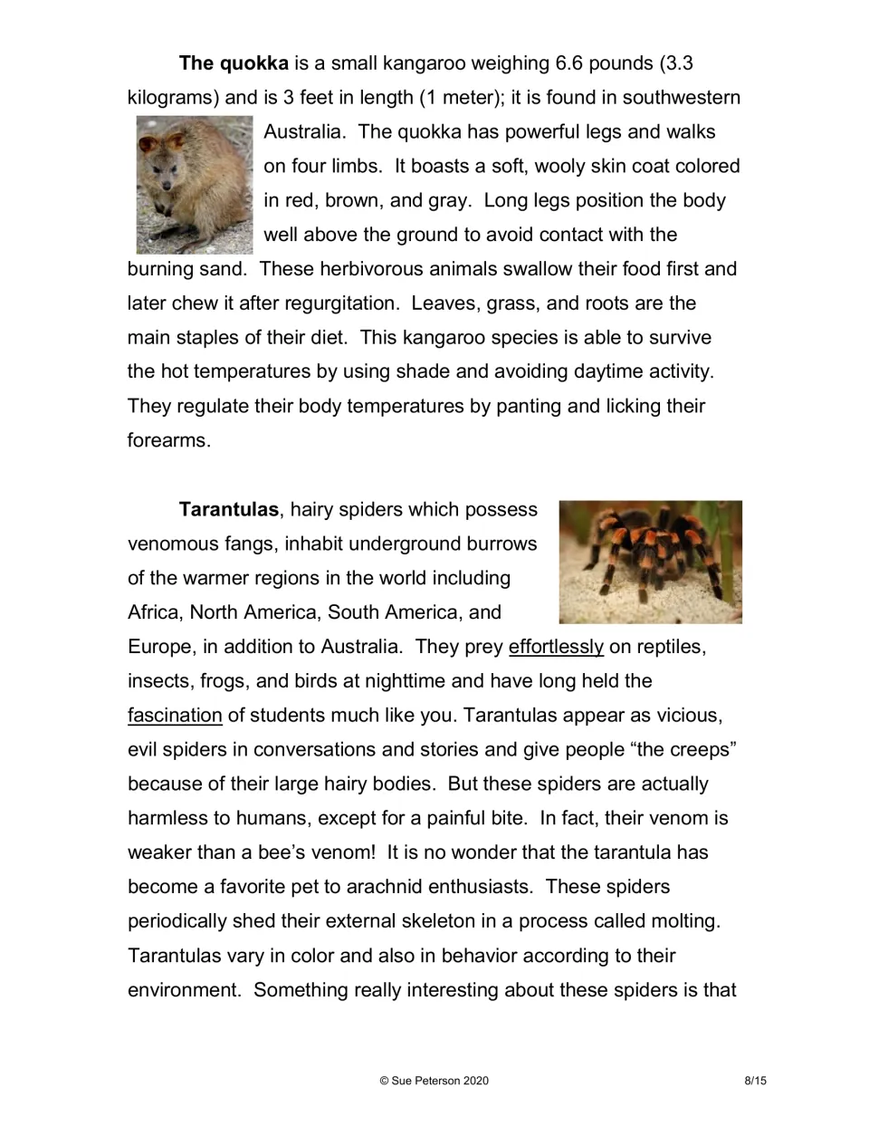 Reading on the quokka and tarantulas, with photos: diet, heat avoidance, venom strength and molting