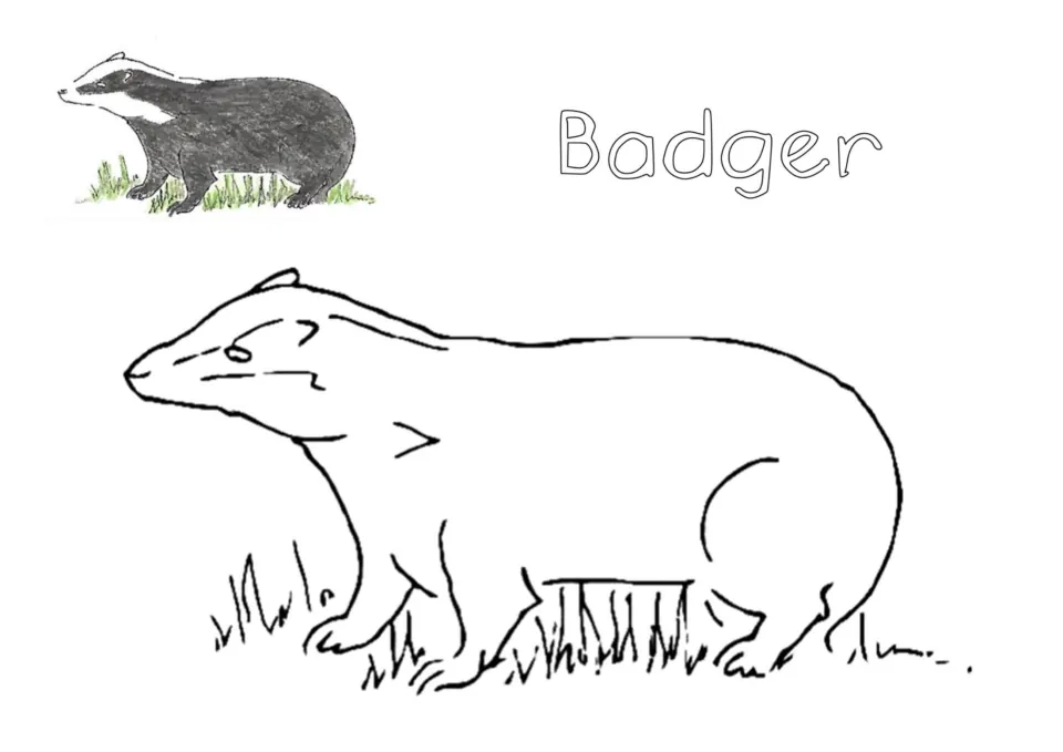 Badger coloring page: students color a large outline of a badger in grass, using the small colored badger as a guide