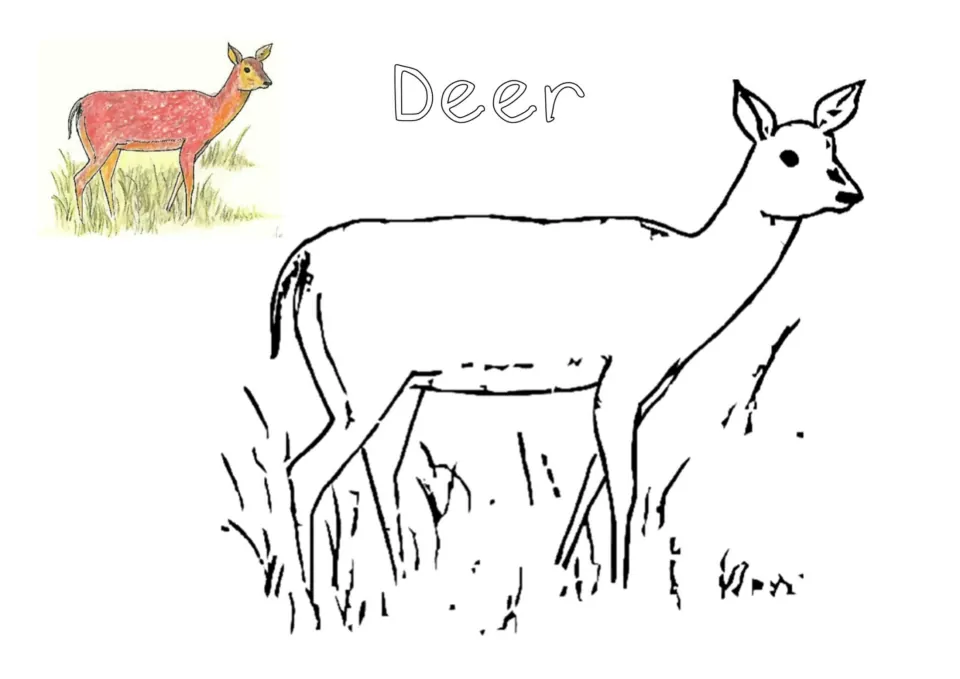 Deer coloring page: students color a large outline of a deer standing in long grass, matching the small colored model