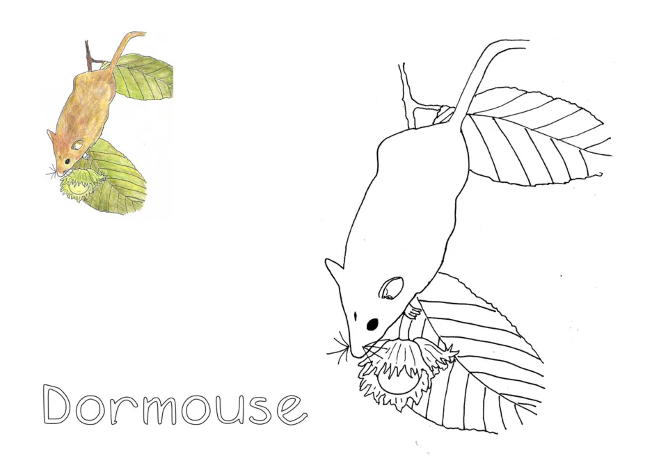 Dormouse coloring page: students color a dormouse climbing on leaves with a nut, copying the small colored example