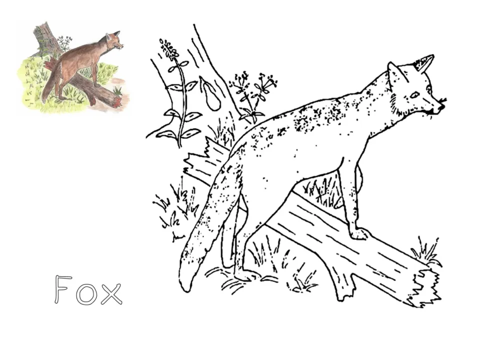 Fox coloring page: students color a fox standing on a fallen log among plants, with a small colored fox to follow
