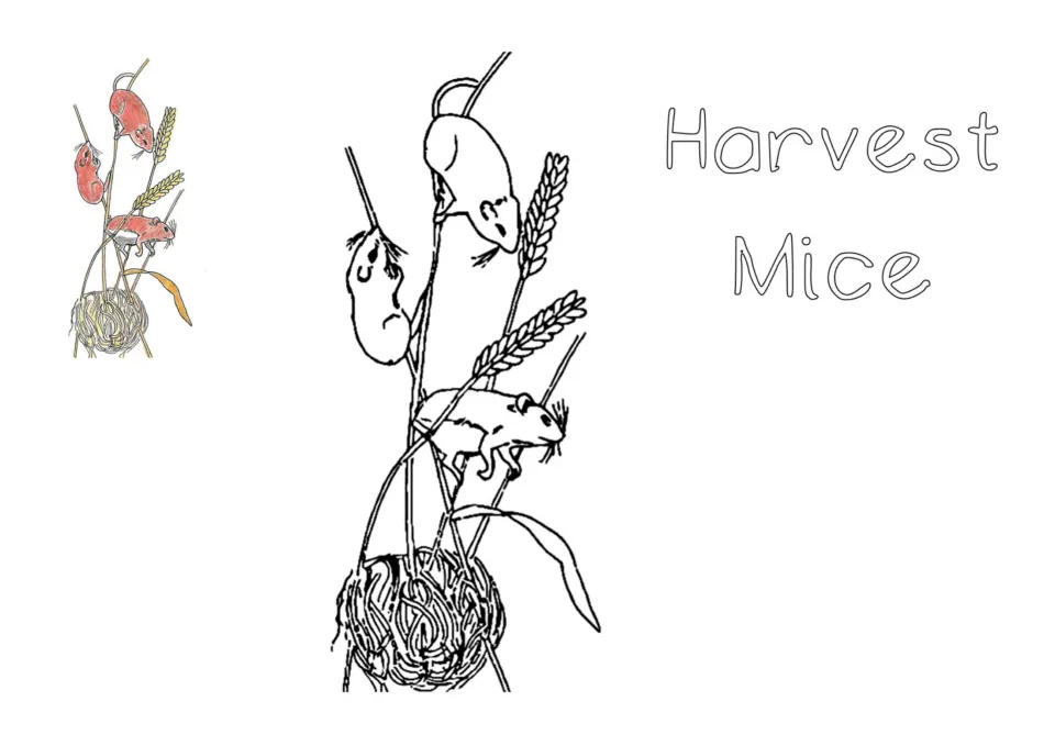 Harvest Mice coloring page: students color three mice climbing wheat stalks above a woven grass nest, using a color model