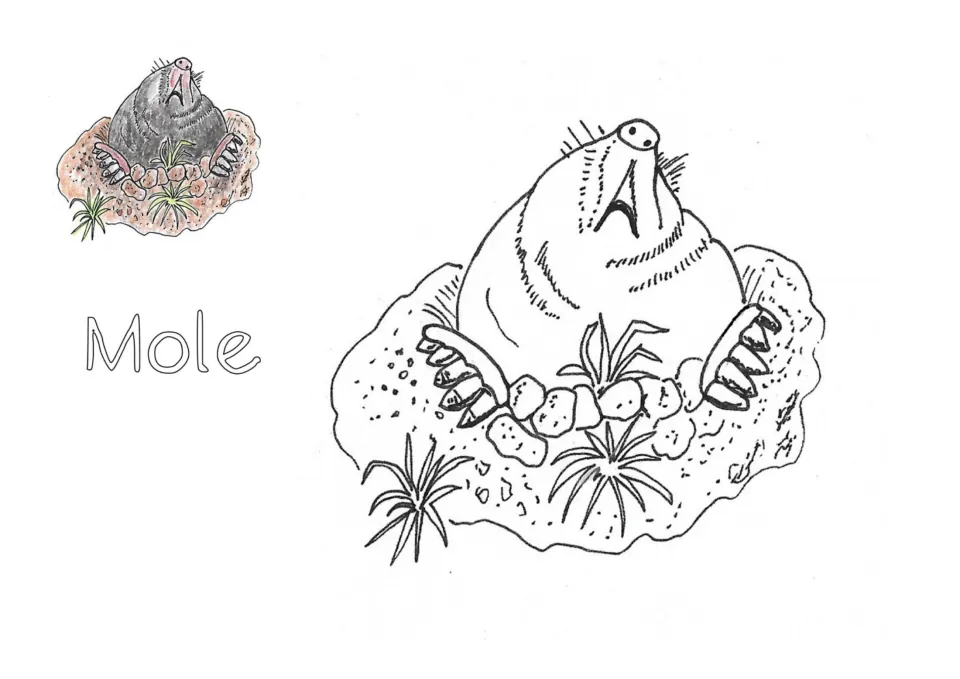 Mole coloring page: students color a mole popping out of a molehill with digging claws, matching the colored sample