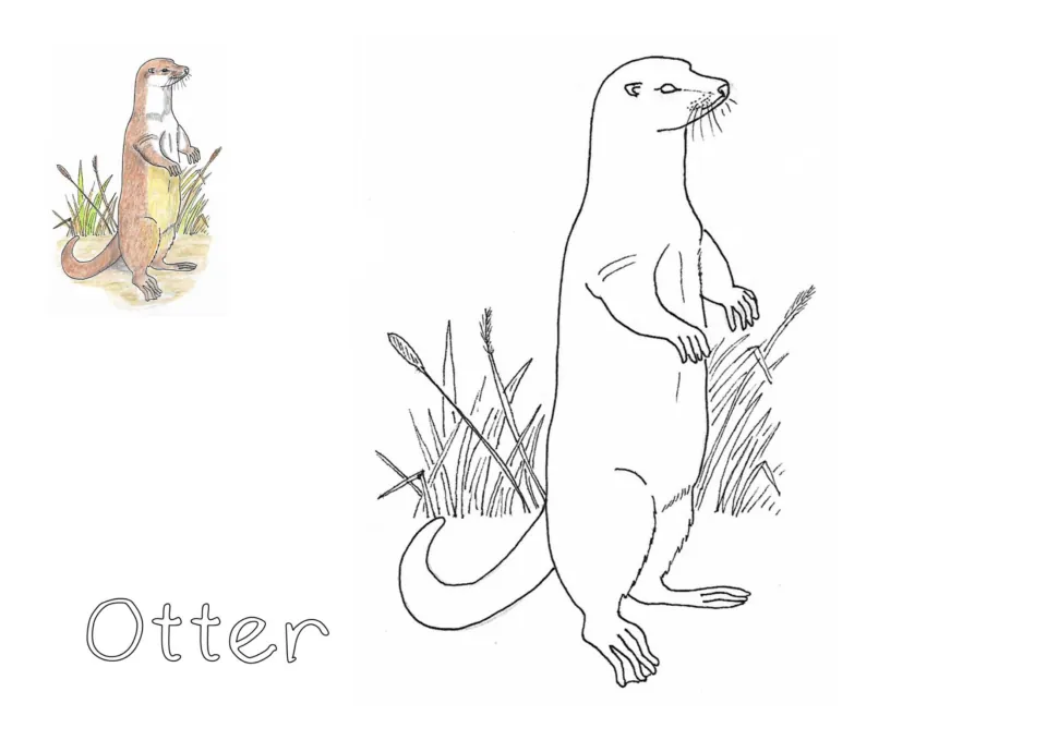 Otter coloring page: students color an otter standing upright beside reeds, using the small colored otter as a model