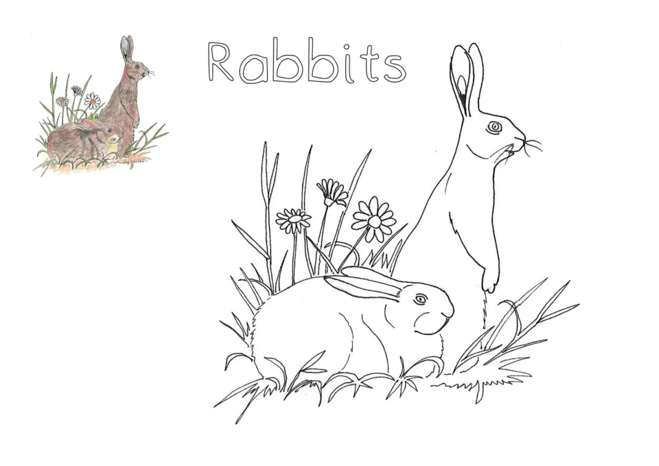 Rabbits coloring page: students color two rabbits in grass with daisies, one sitting up, one lying down, copying a model