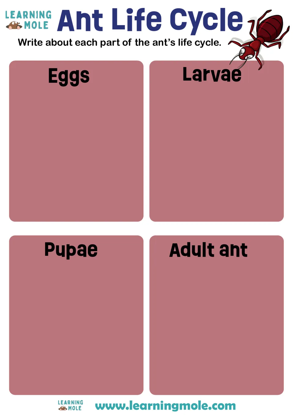 Ant life cycle sequencing: students write a description of each stage, eggs, larvae, pupae and adult ant
