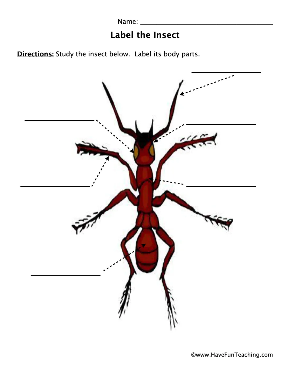 Insect labeling worksheet: identify the antenna, eye, head, leg, thorax, and abdomen on an ant diagram.