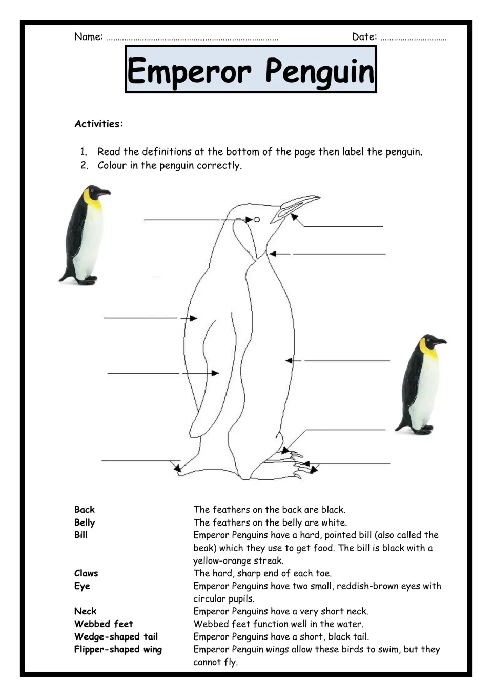 Emperor penguin diagram labeling: students read 9 body-part definitions, label bill, eye, flipper and feet, then colour