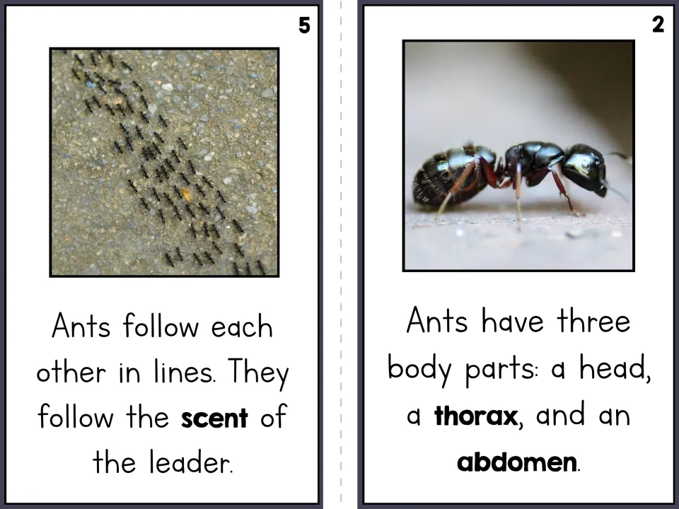 Ant reader pages 5 and 2 describe following scent in lines and name the three body parts: head, thorax, abdomen
