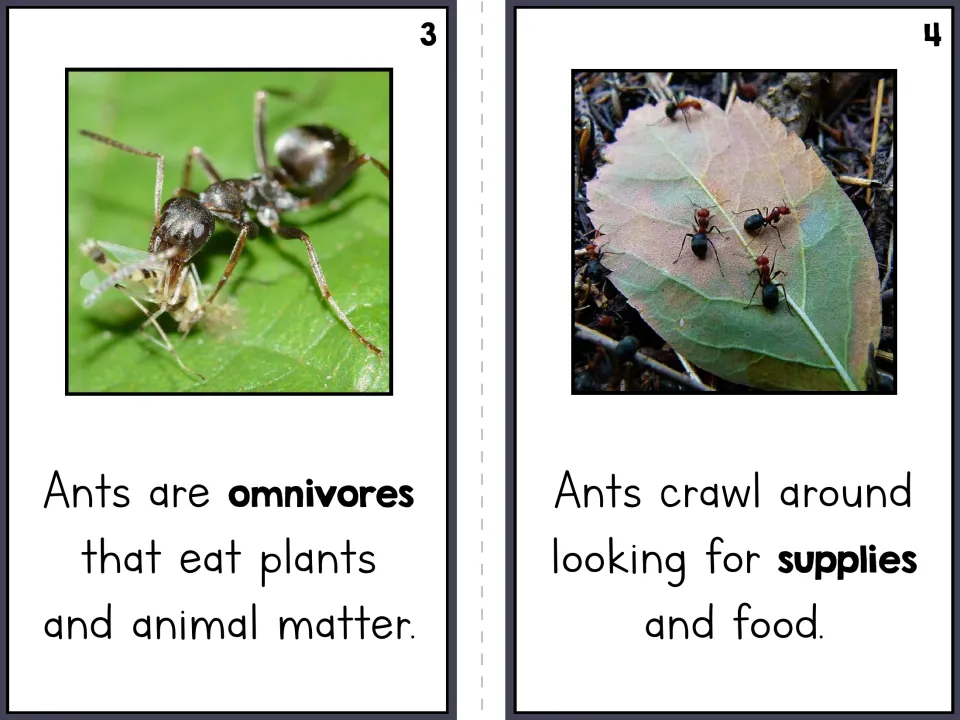 Ant reader pages 3 and 4 explain that ants eat plants and animal matter and crawl to find supplies and food