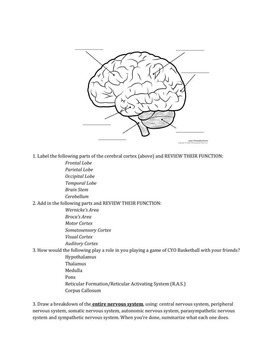 Day 4 neuroscience review includes brain labeling, brain functions during basketball, and a nervous system task.