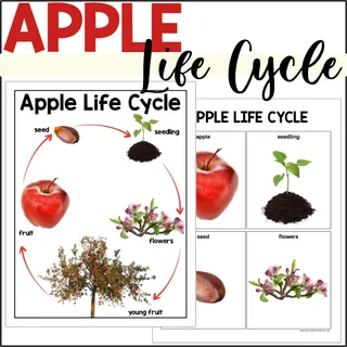 Apple Life Cycle Poster + Sequencing Cards Set – cover