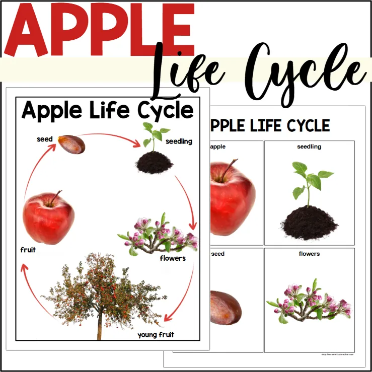 Apple Life Cycle Poster + Sequencing Cards Set – cover
