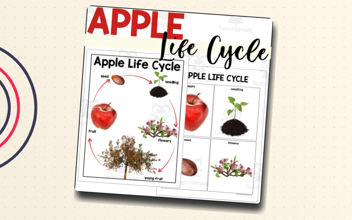 Apple Life Cycle Poster + Sequencing Cards Set preview: A labeled five-stage apple life-cycle poster