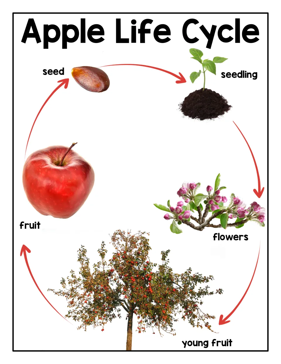 Apple life cycle poster: photos of seed, seedling, flowers, young fruit and fruit joined by arrows in a repeating cycle