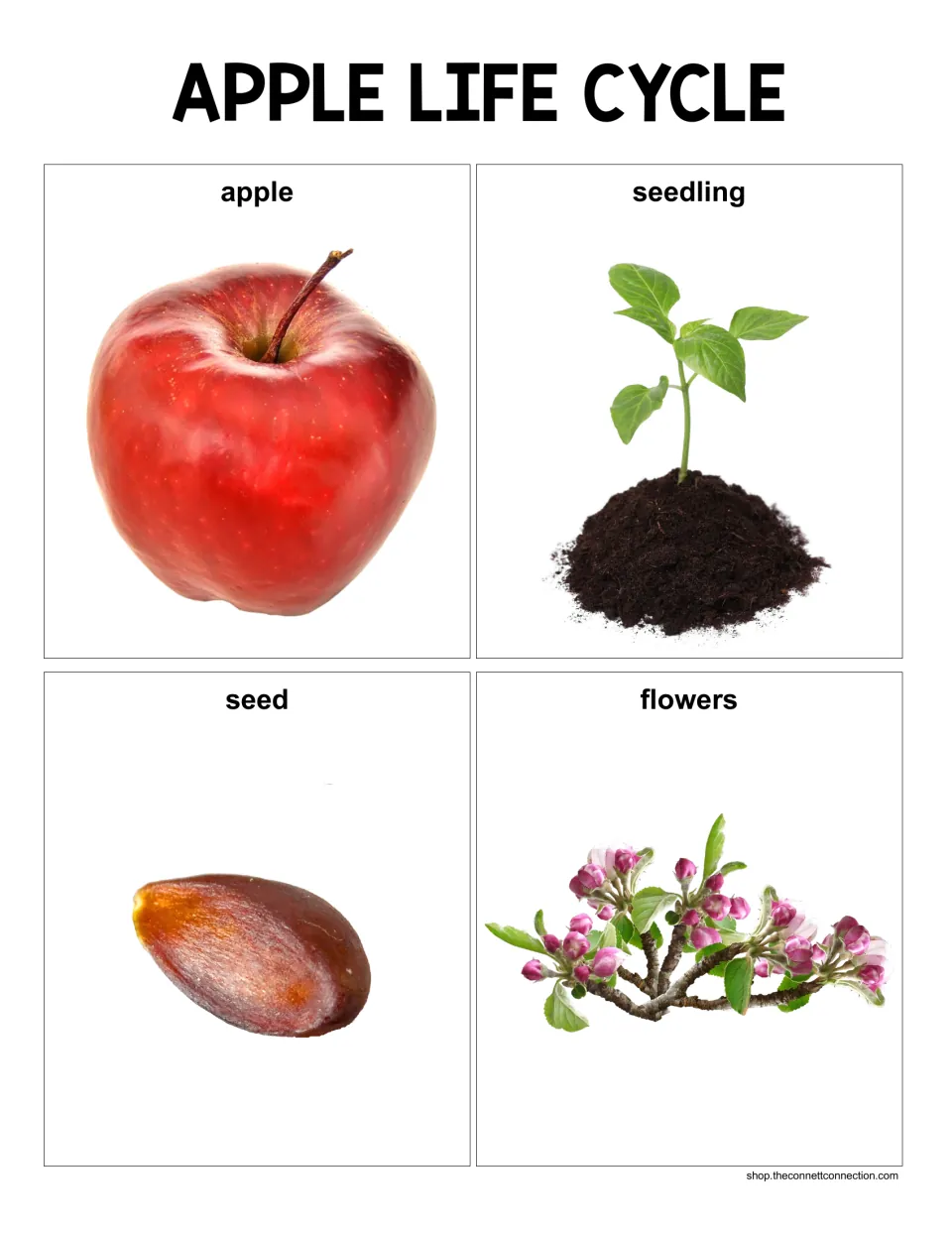 Sequencing cards for apple growth stages: photo cards labeled apple, seedling, seed and flowers for students to put in order