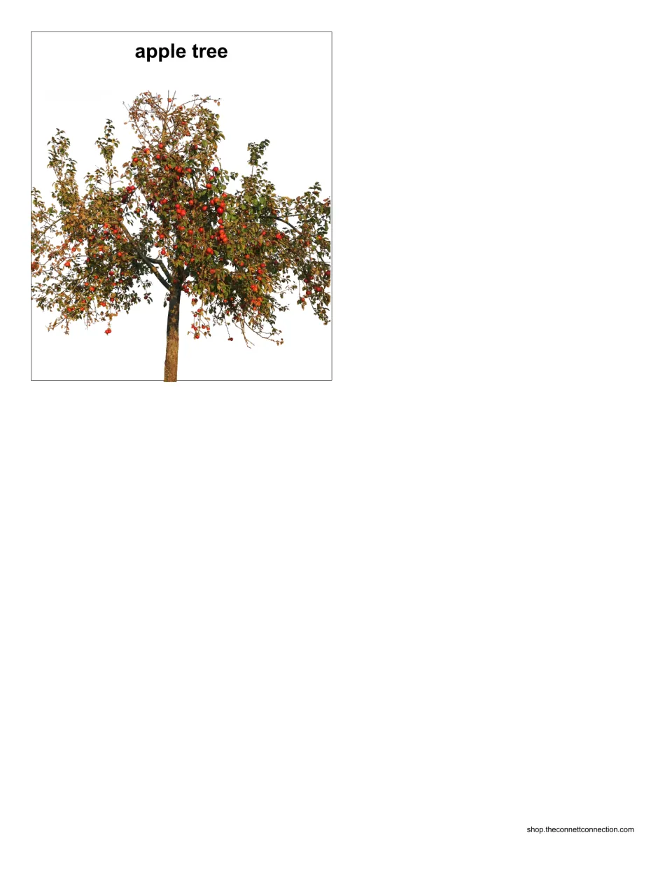 Apple tree sequencing card: a single photo card of a fruit-bearing apple tree to cut out and add to the growth-stage set