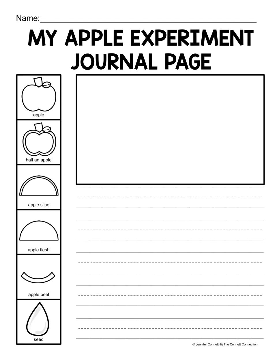 Apple experiment journal: students draw the test and write why each apple part, from whole apple to seed, sank or floated