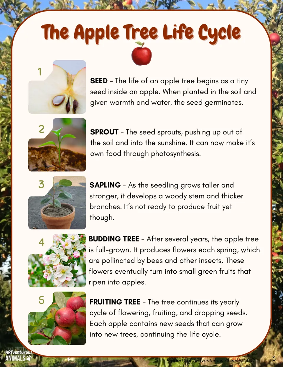 Apple tree life cycle reading: photos and short descriptions of seed, sprout, sapling, budding tree and fruiting tree