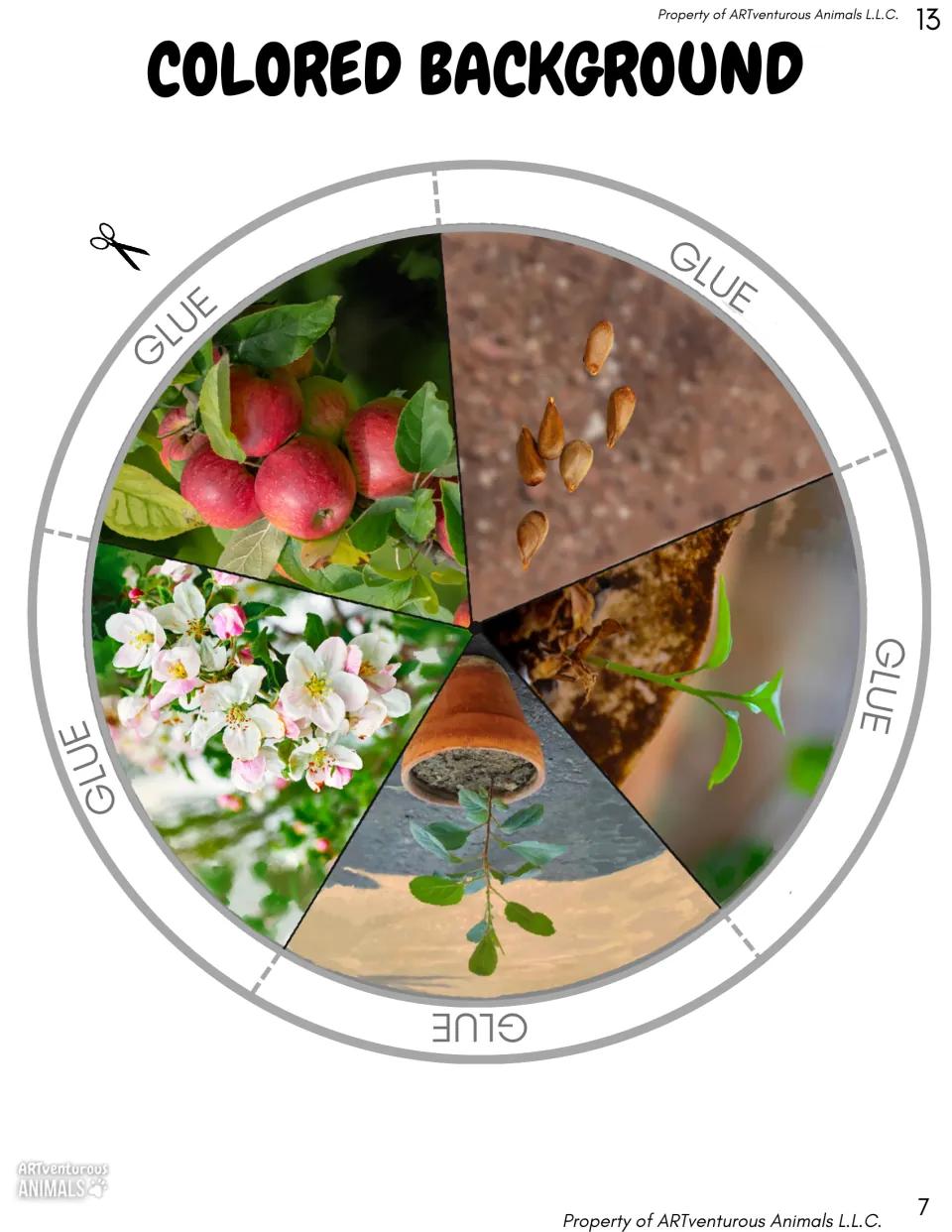 Colored background circle with photos of apple seeds, a sprout, potted sapling, apple blossoms and red apples