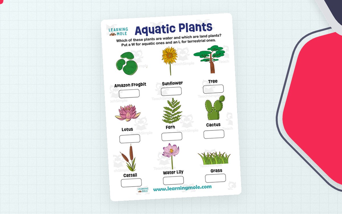 Aquatic Plants worksheet with pictured water and land plants and blank classification boxes.
