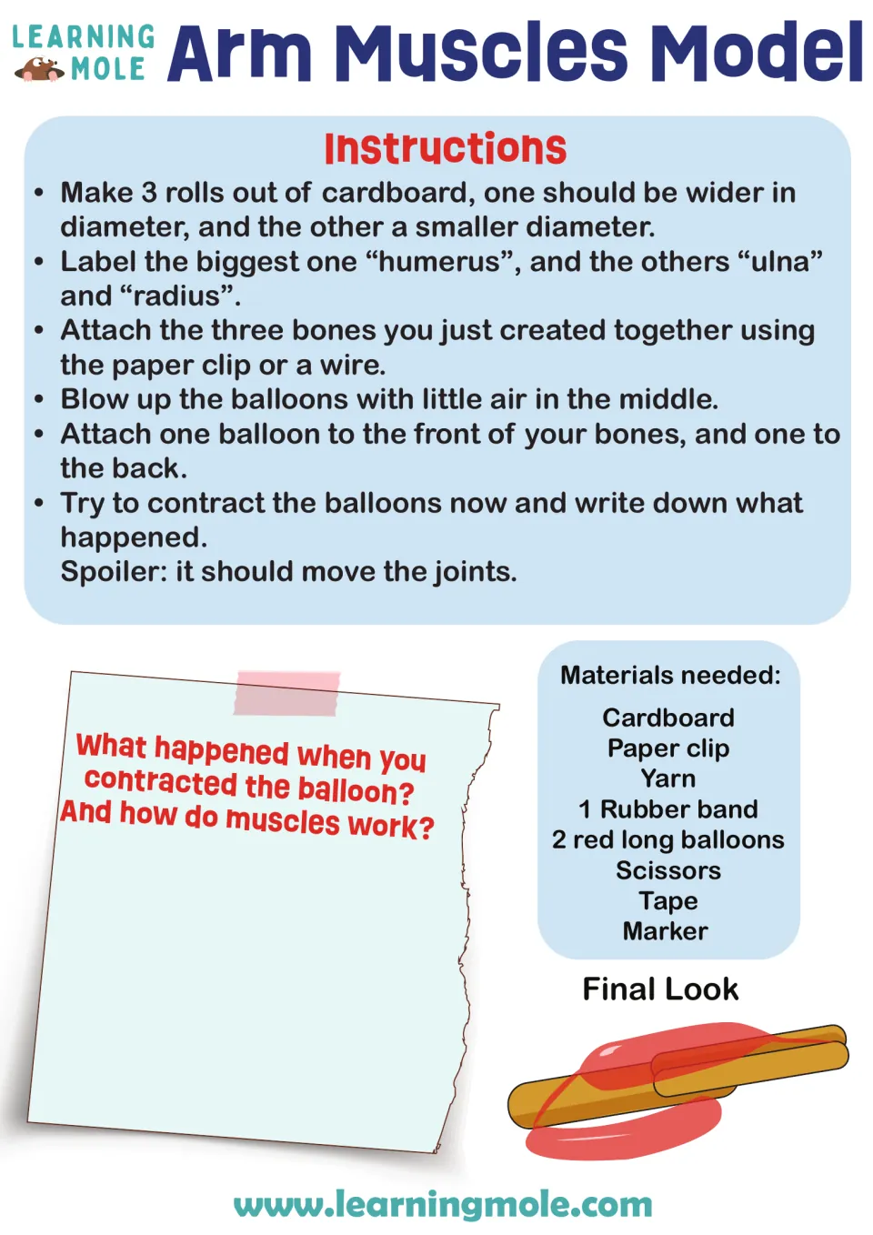 Arm muscle model: students build humerus, ulna and radius from cardboard, add balloon muscles and record what happens
