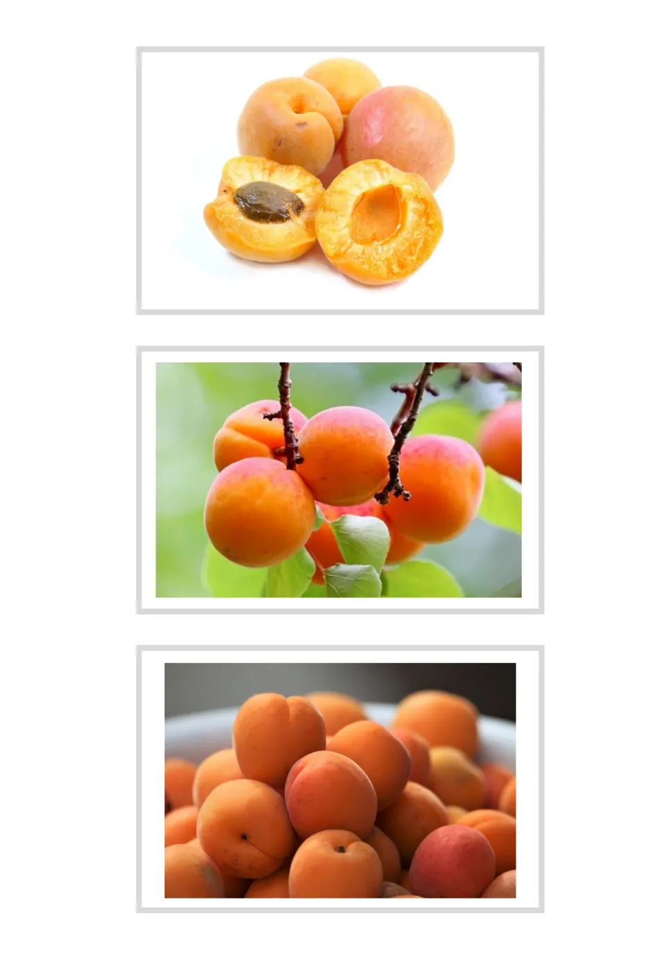 Three unlabeled apricot vocabulary photo cards showing cut fruit with a pit, fruit on branches, and a pile