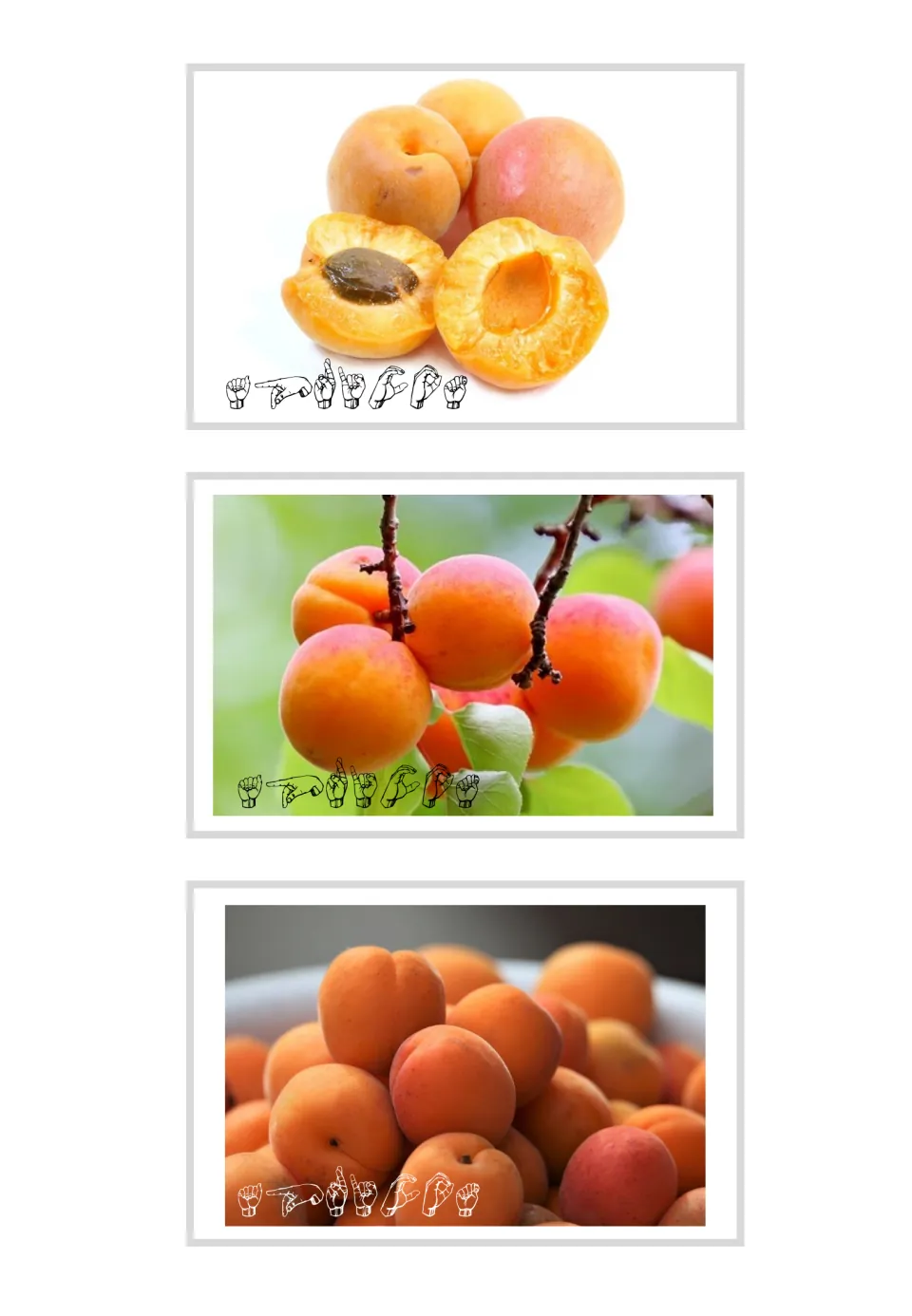 Three apricot vocabulary photo cards with ASL fingerspelling show cut fruit, fruit on branches, and a pile
