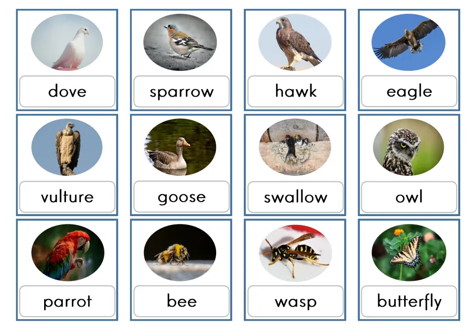 Lowercase vocabulary flashcards 1–12 pair animal photos with labels: dove, sparrow, hawk, eagle and eight more.