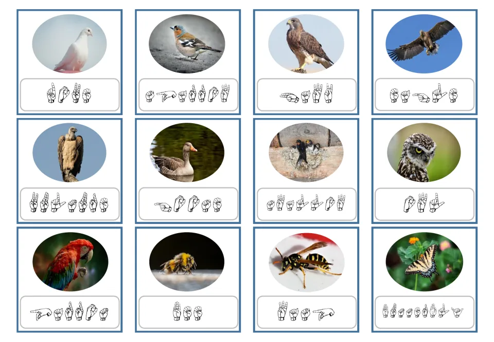 ASL fingerspelling flashcards 1–12 pair animal photos with handshape letters for dove, sparrow, hawk and nine more.