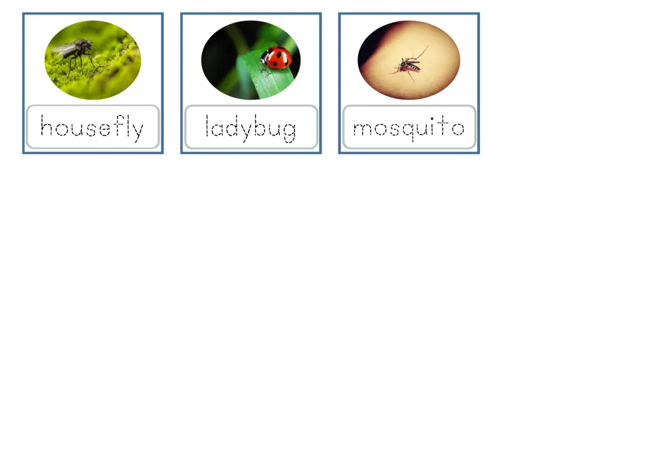 Lowercase tracing flashcards 13–15 pair insect photos with dotted words: housefly, ladybug, and mosquito.