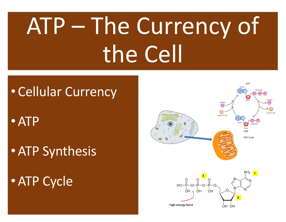 Opening lesson slide lists cellular currency, ATP, ATP synthesis, and the ATP cycle beside diagrams.