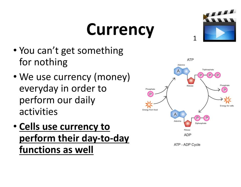 Currency lesson slide compares everyday money use to cells' daily functions and shows the ATP-ADP cycle.