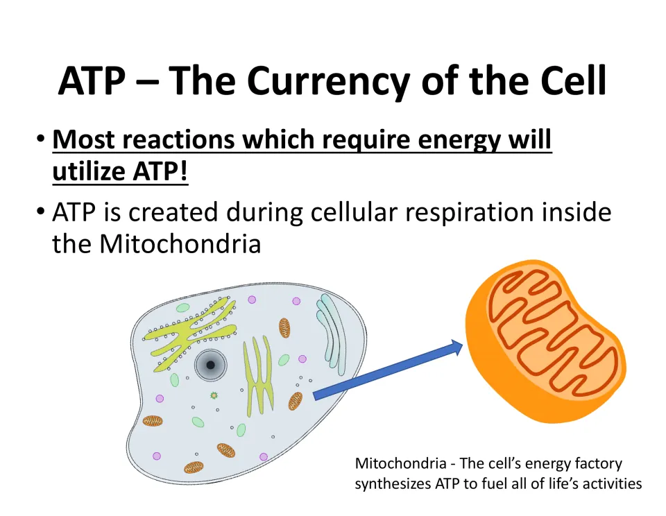 ATP lesson slide explains its role in energy-requiring reactions and links ATP production to mitochondria.