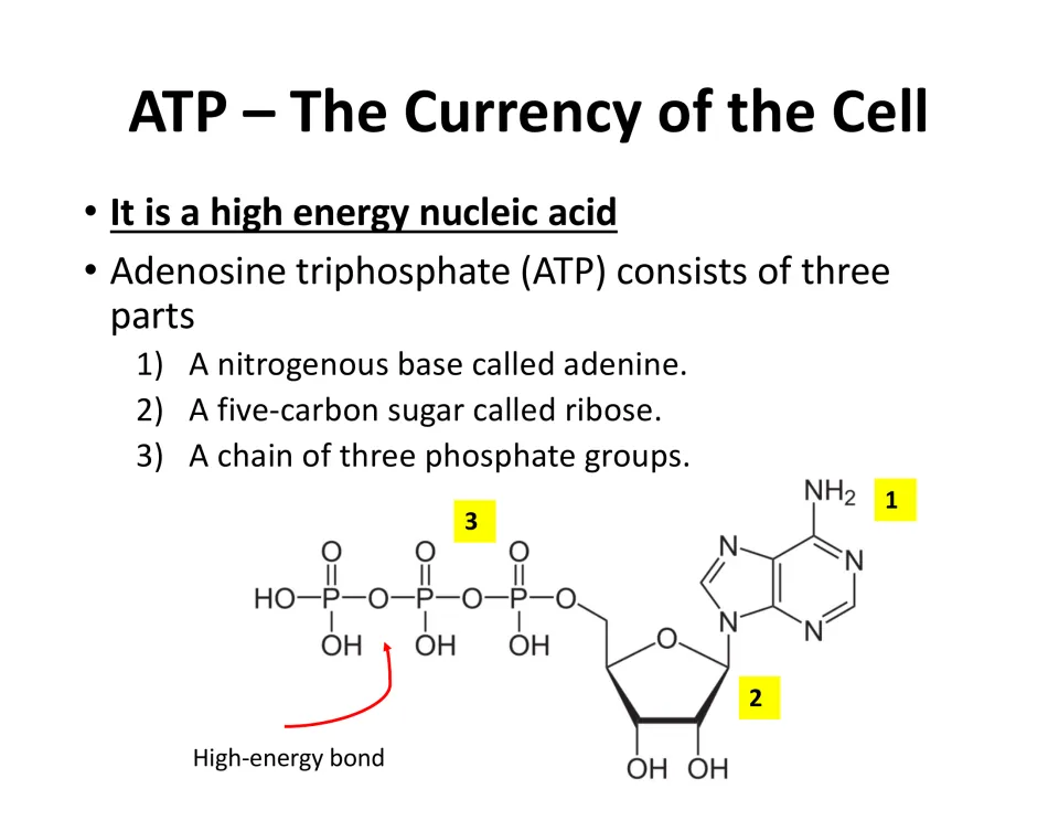 ATP structure lesson slide identifies adenine, ribose, and three phosphate groups in a molecular diagram.