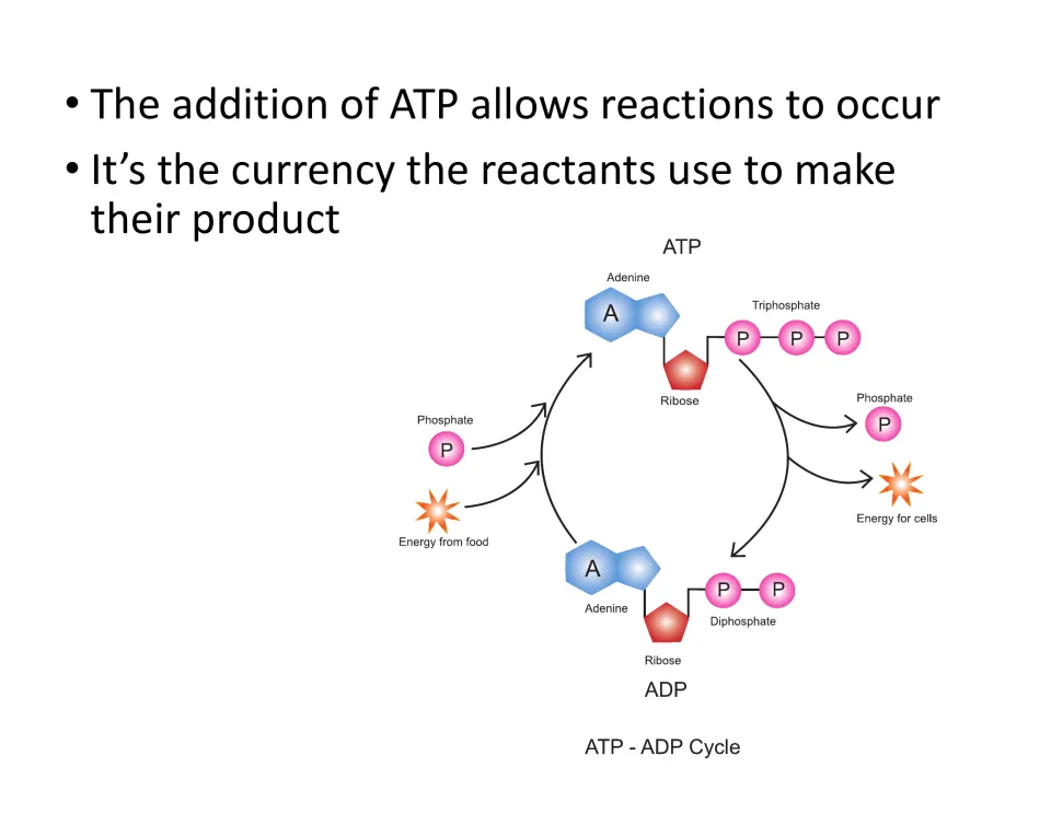 ATP lesson slide describes ATP as currency for reactants to make products and illustrates the ATP-ADP cycle.