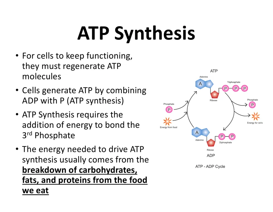 ATP synthesis lesson slide explains combining ADP with phosphate using energy from the breakdown of food.