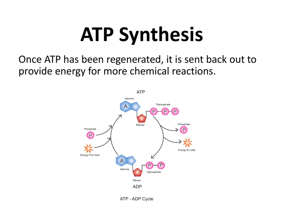 ATP synthesis lesson slide shows the ATP-ADP cycle and explains that regenerated ATP fuels more reactions.