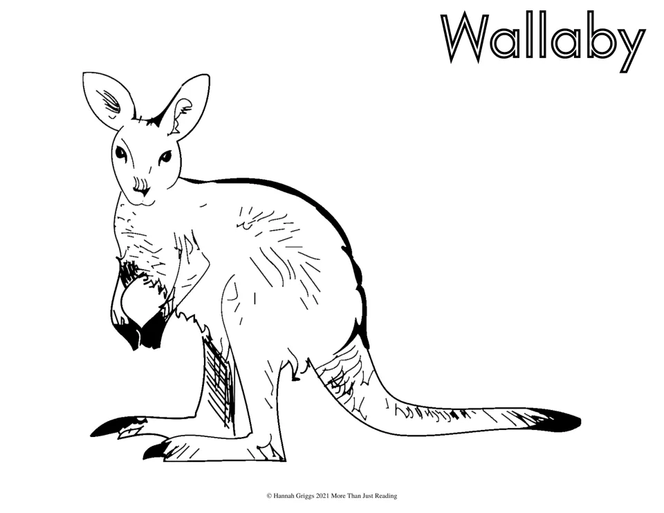 Wallaby coloring page: students color a detailed sketch of a wallaby sitting upright with long tail and tall ears