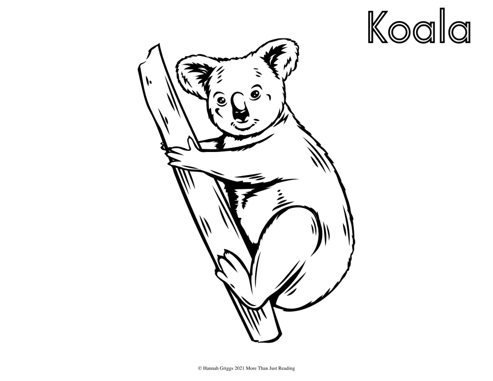 Koala coloring page: students color a fluffy-eared koala gripping a tree branch, with the name Koala in bubble letters