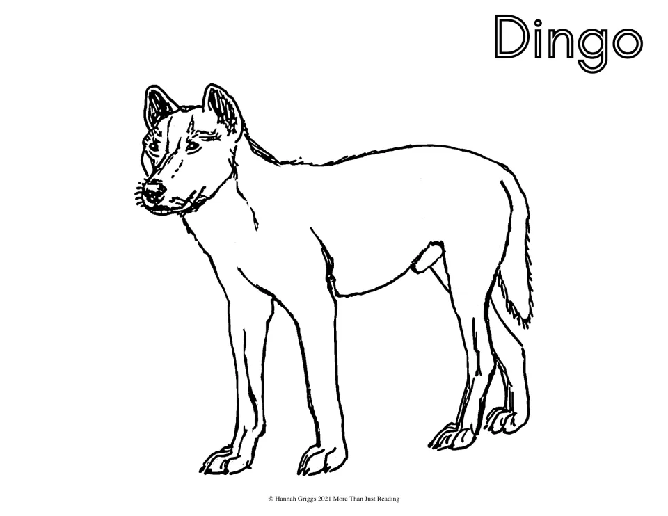Dingo coloring page: students color a line drawing of a standing dingo, Australia's wild dog, under the label Dingo
