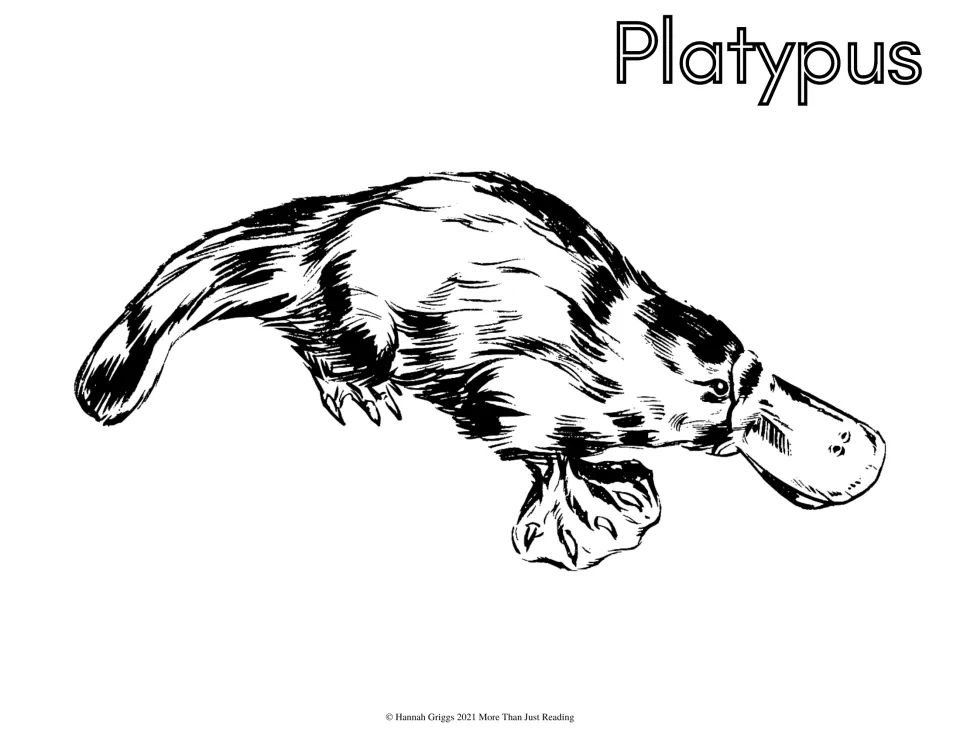 Platypus coloring page: students color a sketched platypus with a duck-like bill, webbed feet and flat tail