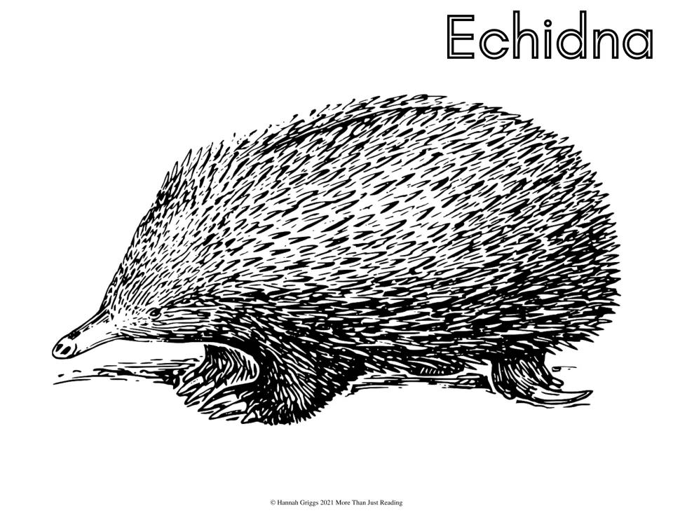 Echidna coloring page: students color a spiny echidna with a long thin snout walking along the ground