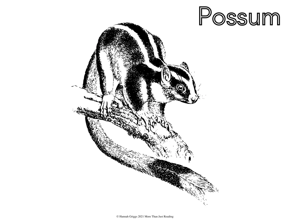 Possum coloring page: students color a striped possum perched on a branch with a long bushy tail, labeled Possum
