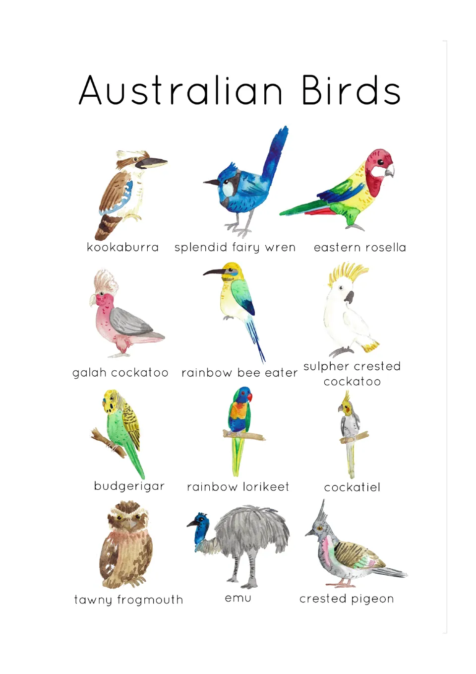 Australian Birds poster: 12 labeled watercolor birds such as kookaburra, emu, galah and rainbow lorikeet to identify