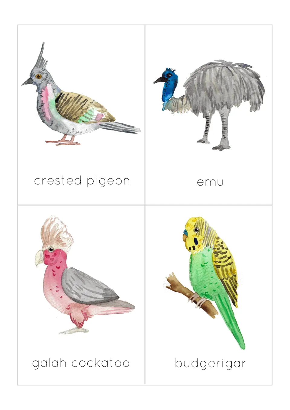 Bird flashcards: watercolor crested pigeon, emu, galah cockatoo and budgerigar, each card labeled with the bird's name