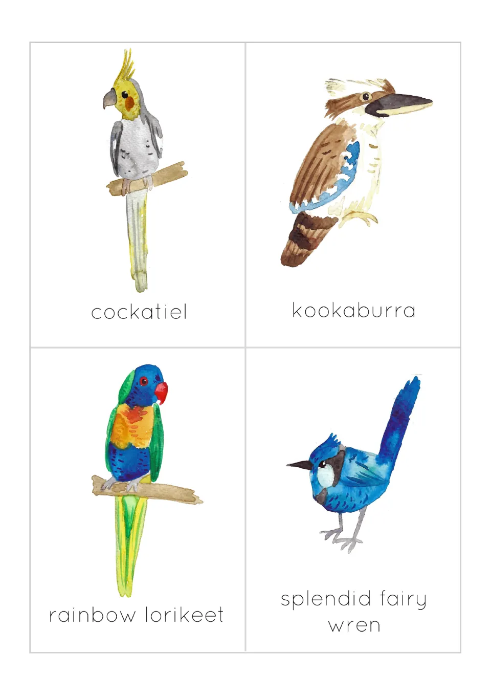 Bird flashcards showing a cockatiel, kookaburra, rainbow lorikeet and splendid fairy wren, each with its common name