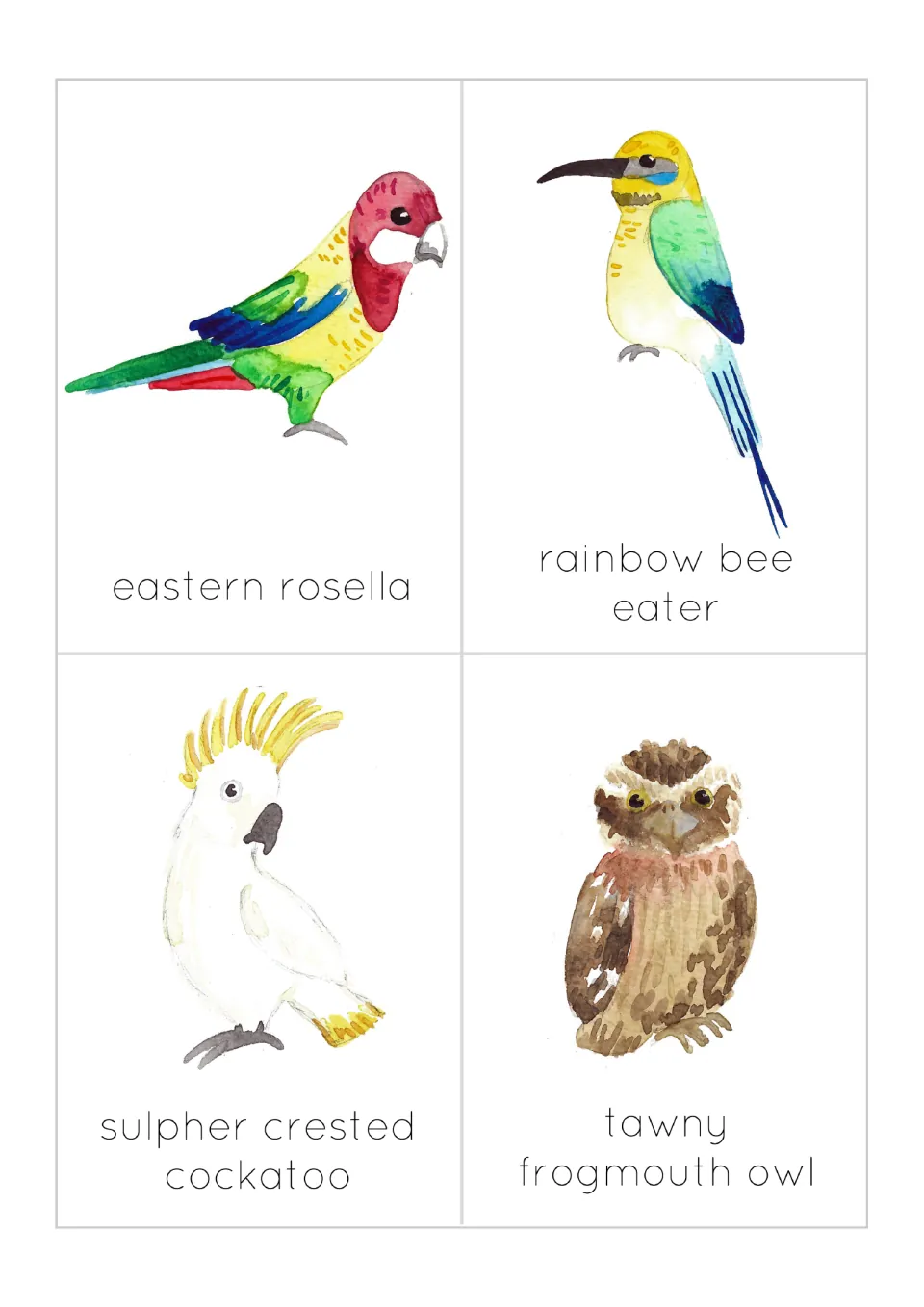Bird name cards for eastern rosella, rainbow bee eater, sulphur-crested cockatoo and tawny frogmouth owl in watercolor